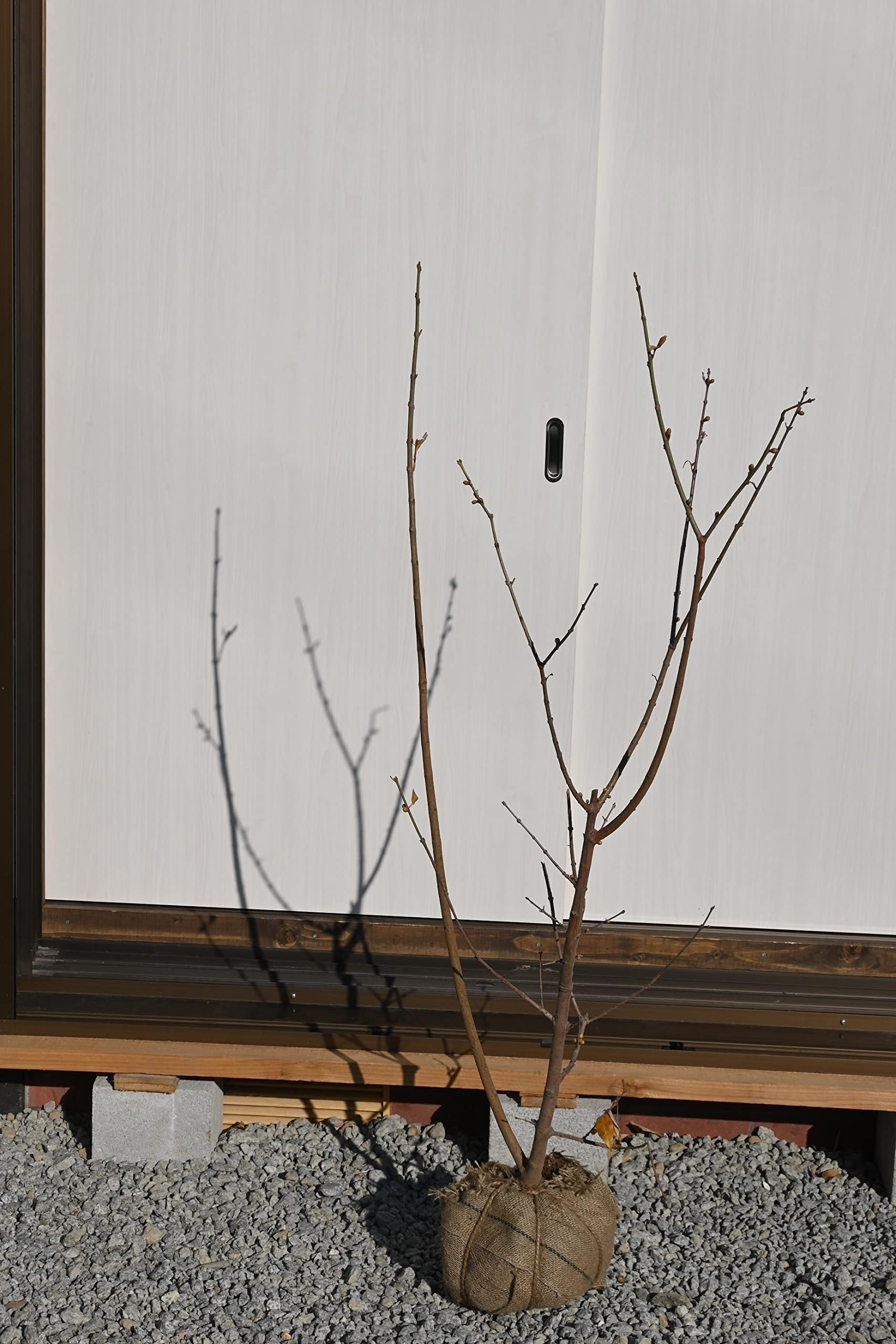 Amazon.co.jp: 満月ロウバイ 蝋梅 : DIY・工具・ガーデン